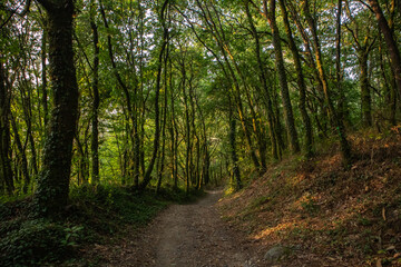 Narrow path through green forest