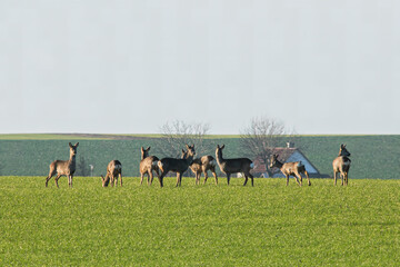 a group of deer in a field in spring