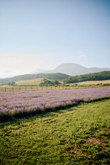 lavender field and sky