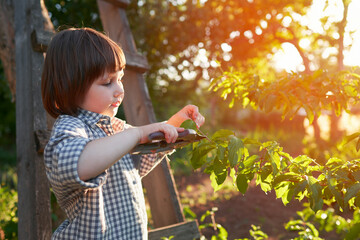 The child gets the skill of working with garden tools. The little girl is trimming branches from a shrub.