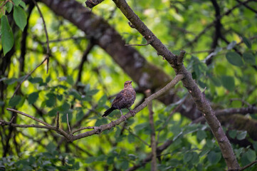 A blackbird sits  in a tree