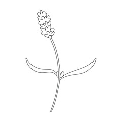 Lavender vector icon. Outline vector icon isolated on white background lavender.