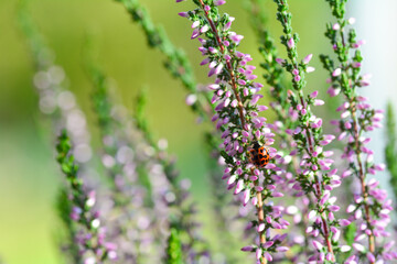 A red ladybird (Coccinellidae) on pink flowers of Heather