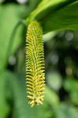 close up of flower from spathiphyllum
