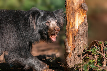 1 big sloth bear in a forest shows his teeth