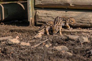 wild boar family in a deciduous forest in spring