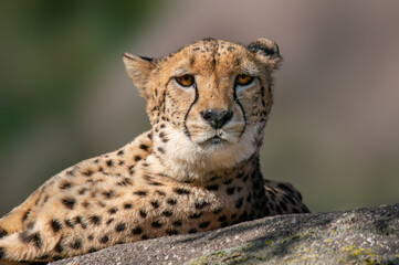 cheetah lies on a stone and relaxes