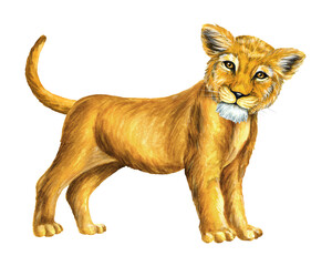 Little cute lion baby. Lioness. Watercolor illustration. Wildlife animal