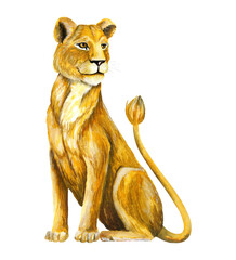 Lioness. Lion Animals Queen. Watercolor illustration. Wildlife animal