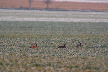 one group of deer in a field in winter