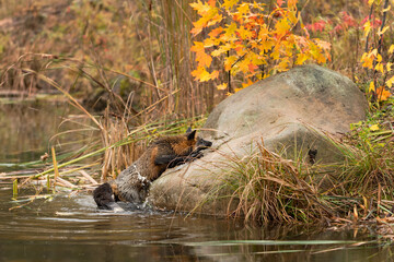 Cross Fox (Vulpes vulpes) Crawls Up Rock Out of Water Autumn