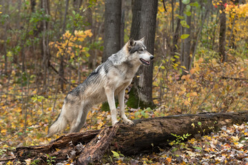 Grey Wolf (Canis lupus) With Paws on Log Looks Right Autumn