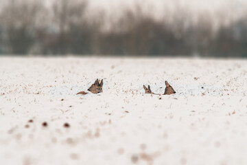 one group of deer in a field in winter