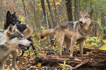 Grey Wolves (Canis lupus) Stand In and By Rotting Log Autumn