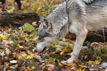 Grey Wolf (Canis lupus) Lowers Head Looking Up Autumn