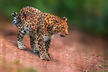 one beautiful leopard runs through the forest