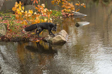 Silver Fox (Vulpes vulpes) Steps Out Onto Rock Autumn