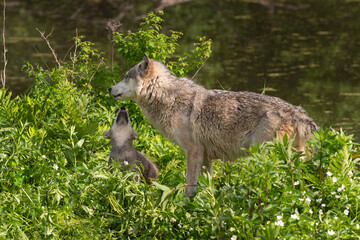 Naklejka na ściany i meble Grey Wolf Pup (Canis lupus) Reaches Up to Lick Adult Summer