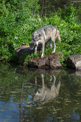 Grey Wolf Adult with Pup (Canis lupus) Looks Up From Water Reflected Summer