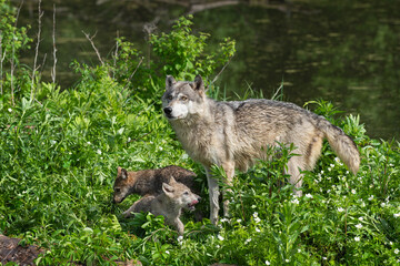 Grey Wolf (Canis lupus) Stands With Two Pups on Island Summer