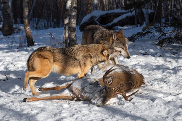 Grey Wolf (Canis lupus) Lunges to Snap at Packmate at Body of White-tail Deer Winter