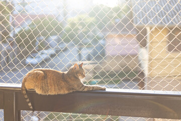 A striped cat sitting on a window sill with protection net in a sunny day