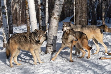 Grey Wolf (Canis lupus) Pack Mills Around in Forest Winter