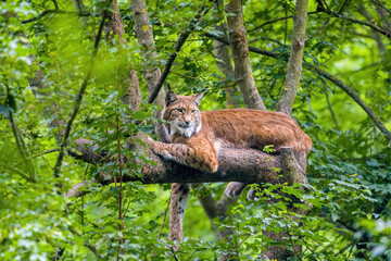 one handsome lynx hides in colorful spring forest