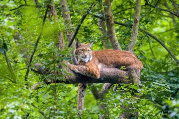 Rolgordijnen one handsome lynx hides in colorful spring forest © Mario Plechaty