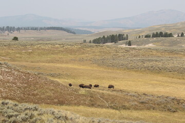 Fototapeta na wymiar Bison herd in Yellowstone National Park, scenic landscape with American buffalos