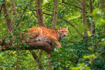 Gordijnen one handsome lynx hides in colorful spring forest © Mario Plechaty