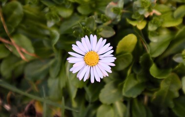 Daisy on a green field of grass from birds-eye view