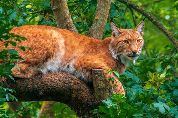 one handsome lynx hides in colorful spring forest