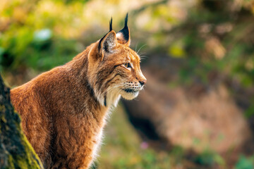 one handsome lynx stays in colorful spring forest © Mario Plechaty