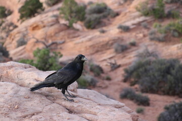 Raven in canyonlands national park, red sandstone
