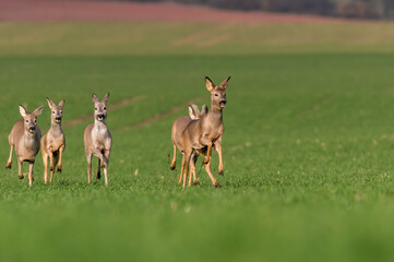 a group of deer in a field in spring