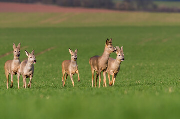 a group of deer in a field in spring