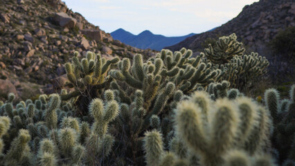 Cholla cactus in the Arizona desert