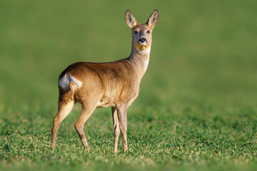 one beautiful doe doe standing on a green field in spring