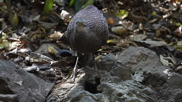 Grey Peacock Pheasant. Scientific Name : Polyplectron bicalcaratum   living on the ground in nature.