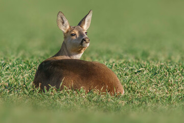 one Beautiful doe sits on a green field in spring