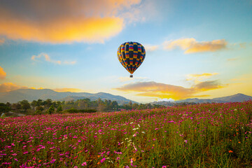 Views of flower fields and beautiful balloons in the sky,The beautiful landscape of the flower field, the sunset, and the balloon floating in the sky