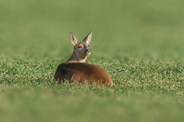 one Beautiful doe sits on a green field in spring