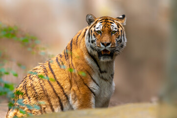 one handsome young tiger looks at the camera leisurely