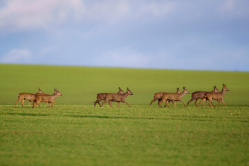 a group of deer in a field in spring