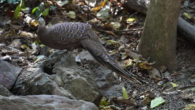 Grey Peacock Pheasant. Scientific Name : Polyplectron bicalcaratum   living on the ground in nature.