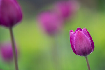 Fototapeta premium purple tulip flower
