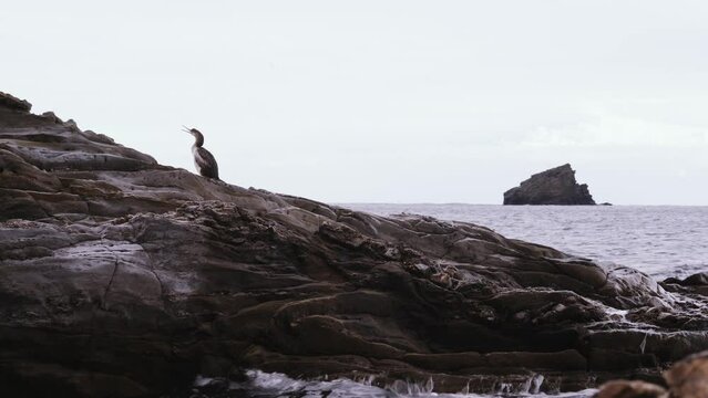 Cormor&aacute;n en la playa de Cadaqu&eacute;s