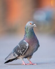 Pigeon