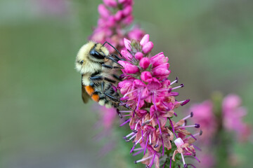 bee on flower